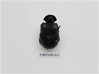 藏品(大黑糞金龜)的圖片